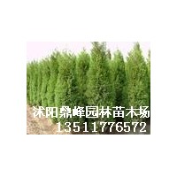 供應:蜀檜,龍柏