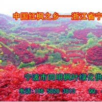 常年供應(yīng):紅楓/櫻花/桂花/茶花/茶梅/五針?biāo)?/></a>
<div><a href=