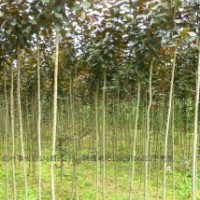 供應紅葉李1.5米以上