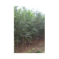 買榆樹哪里去？翱鄭苗木最滿意，最新榆樹價格，榆樹多少錢一顆？