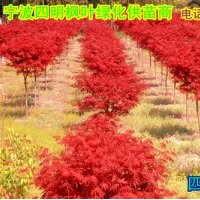 常年供應(yīng):紅楓/櫻花/桂花/茶花/茶梅/五針?biāo)?/></a>
<div><a href=