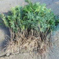 紅豆杉喬木和灌木種類種植和護理