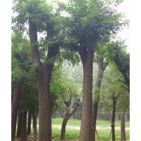 國槐旺季來臨-國槐基地出售國槐