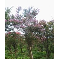 瀘州興隆園林公司長期供應四川紫薇，瀘州紫薇