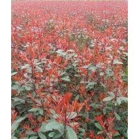 低價(jià)出售紅葉時(shí)楠50萬(wàn)株、千竺桂10萬(wàn)株、紫薇8萬(wàn)株