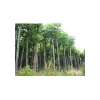 山西國槐/國槐苗/優質刺槐/山西泰綠苗木繁育合作社/李先生134539