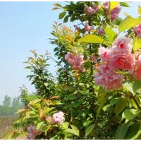 供應櫻花、紅櫻、櫻花小苗 、櫻桃苗