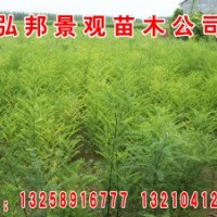 供應山東國槐速生國槐量大