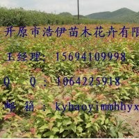 金葉復葉槭，紫葉稠李。密枝紅葉