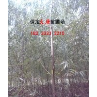 河北速生柳供應|求購速生柳|優質速生柳批發