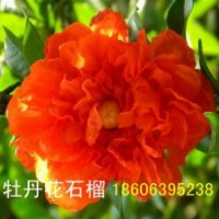 牡丹花石榴，花石榴，果石榴