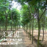 2公分欒樹價(jià)格,3公分欒樹價(jià)格,5公分欒樹價(jià)格