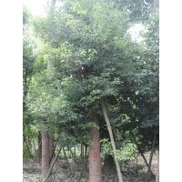 供應(yīng)香樟 四川香樟價格