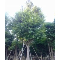 細葉榕,大葉榕,高山榕