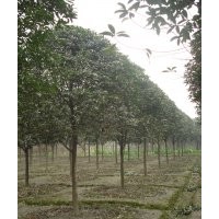 大量供應(yīng)桂花 四川桂花價格 四川八月桂苗木 八月桂工程苗木 成都
