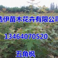 優質五角楓小苗，金葉復葉槭，紫葉稠李，紅葉李，山桃稠李