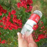 紅火箭紫薇、紅火球紫薇價(jià)格