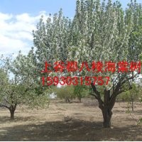 八棱海棠樹 原產地懷來縣