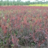 供應(yīng)國(guó)槐、法桐、白皮松、油松、龍槐爪、雪松、紅葉李等
