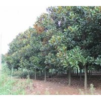 各種規格廣玉蘭