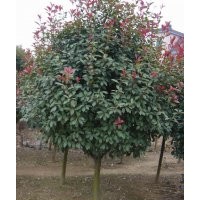 6公分紅葉石楠（單桿，分枝高度80公分）