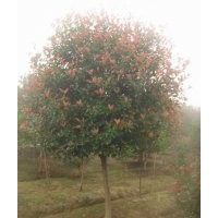 7公分紅葉石楠（單桿），分枝高度80公分