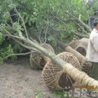 河南南陽香樟樹繁育基地