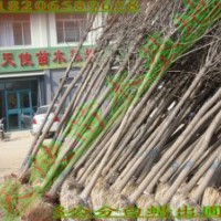 速生白蠟，速生國槐，白蠟，榆樹等