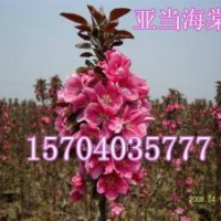 光輝海棠、紫葉海棠、亞當海棠