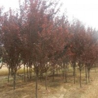 大量供應(yīng)紫葉李，金葉女貞，紅葉小檗，龍柏，薔薇，連翹等苗木