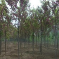 題 供應6-8公2-8公分香花槐，嫁接香花槐，保定香花槐