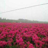 紫薇，紅花紫薇，