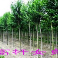 苗木銷售品種有蜀檜、龍柏、雪松、廣玉蘭、香樟、高桿女貞、月季