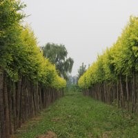 供應(yīng)黃金榆（金葉榆）、黃金倒榆、黃金榔榆、青檀、棠棣、絲棉木