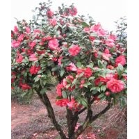 茶花！優(yōu)質(zhì)嫁接砧木茶花！10年生苗！