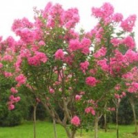 河南檜、國槐、欒樹、青桐、白蠟、合歡、紫薇、大葉女貞、榆葉梅