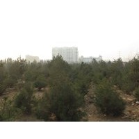 今冬明春大量供應1-8米白皮松，柳樹，欒樹 大葉女貞，法桐，紅葉