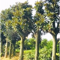 湖南苗木，喬灌木，各類球型苗木，色塊小苗，扦插小苗，綠化用苗