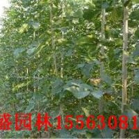 山東速生白蠟￥速生國(guó)槐￥基地￥山東萬(wàn)盛苗木基地