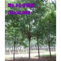 濟南--苗木供應商9公分國槐10000棵、苗圃苗、隨時起苗