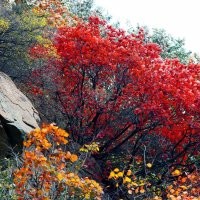 黃櫨價(jià)格