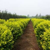 天津薊縣邦均 綠化苗木 垂柳 女貞球 大葉黃楊球 劍麻 太陽(yáng)李 木