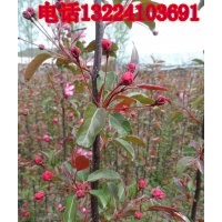 紅肉海棠、光輝海棠