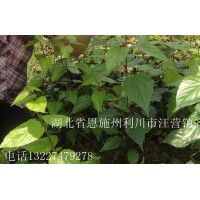 神豆腐樹苗珙桐樹苗
