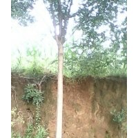 山西國槐直銷，一級國槐，帶帽國槐，國槐小苗