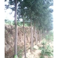 白皮松，原生國槐，國槐苗，油松，側柏，皂角