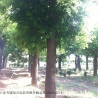 供應自家苗木，國槐，合歡，法桐，欒樹