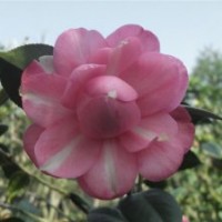 各種園林花木 綠化植物批發山茶花,桂花,竹柏