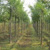 供應8-15公分的截桿發(fā)冒國槐1000棵，山東鄆城