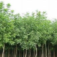 哪里出售優質速生柳樹苗 速生國槐 速生白蠟 小苗